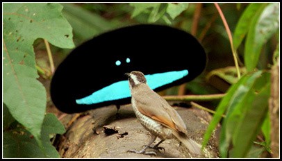 Bird of Paradise