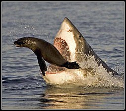 seal-shark.jpg