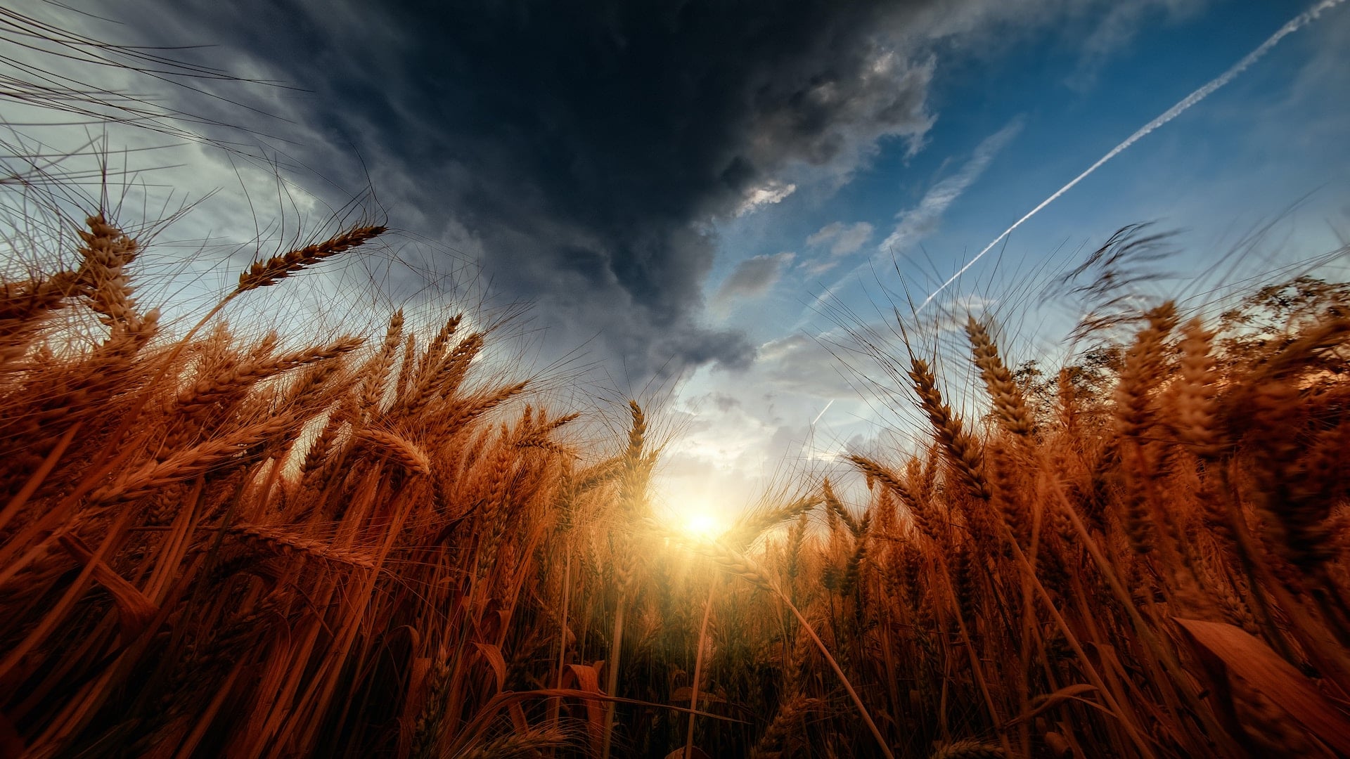 We Always Glean Among the Sheaves