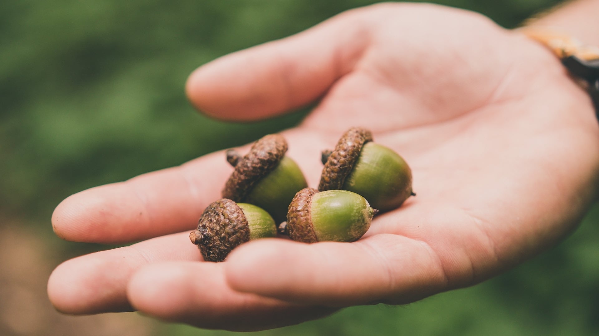 The Parable of the Acorn