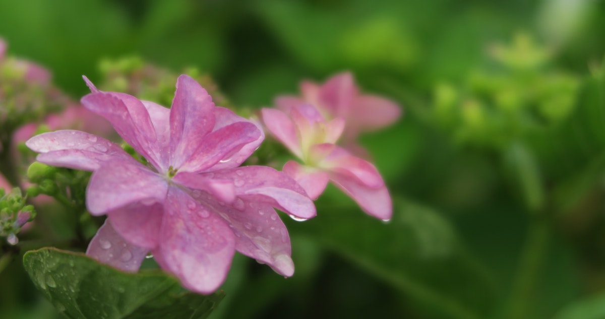 Flowers Springing Up in the Rain