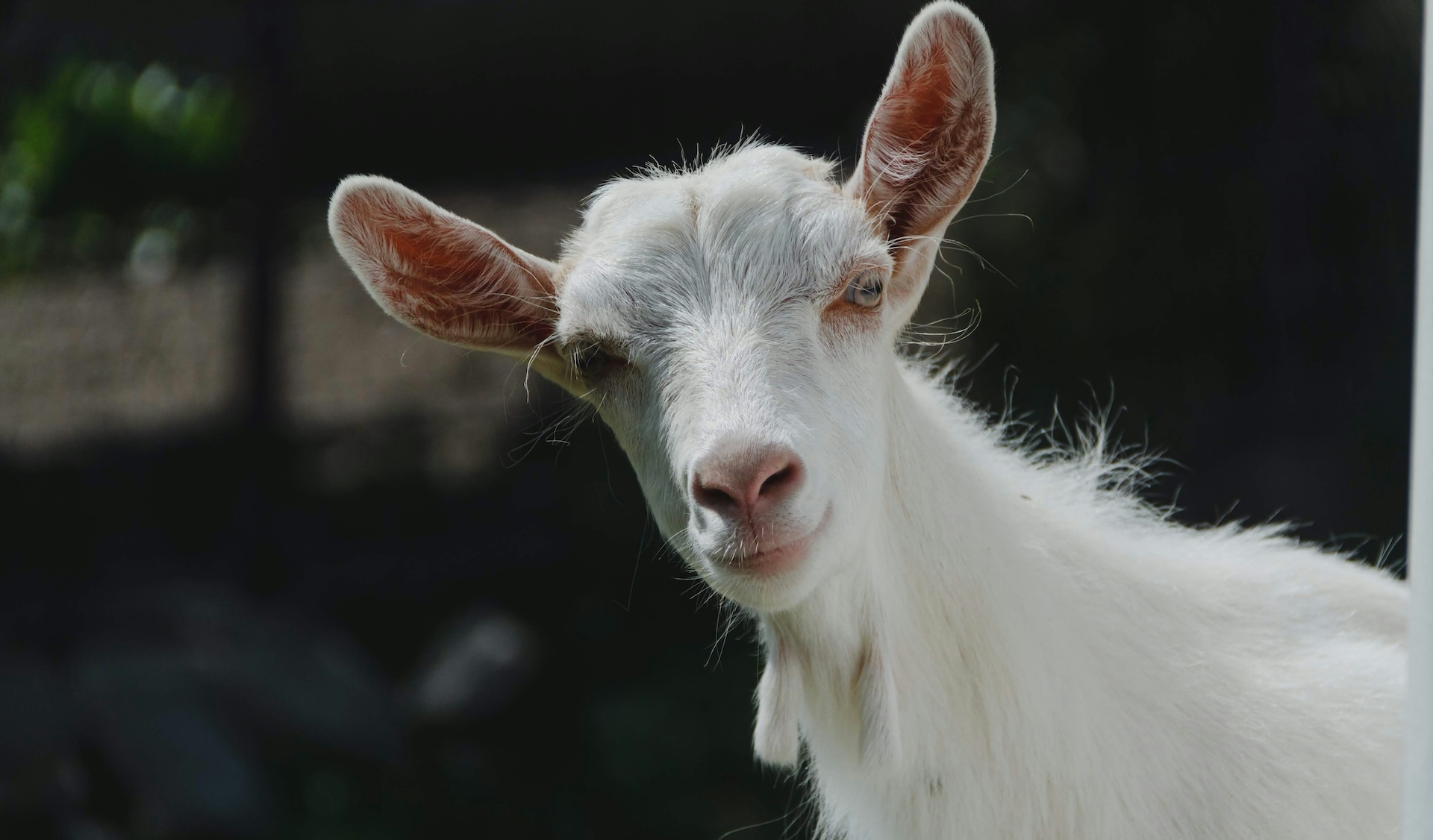 Does God Care How You Cook Your Goat?