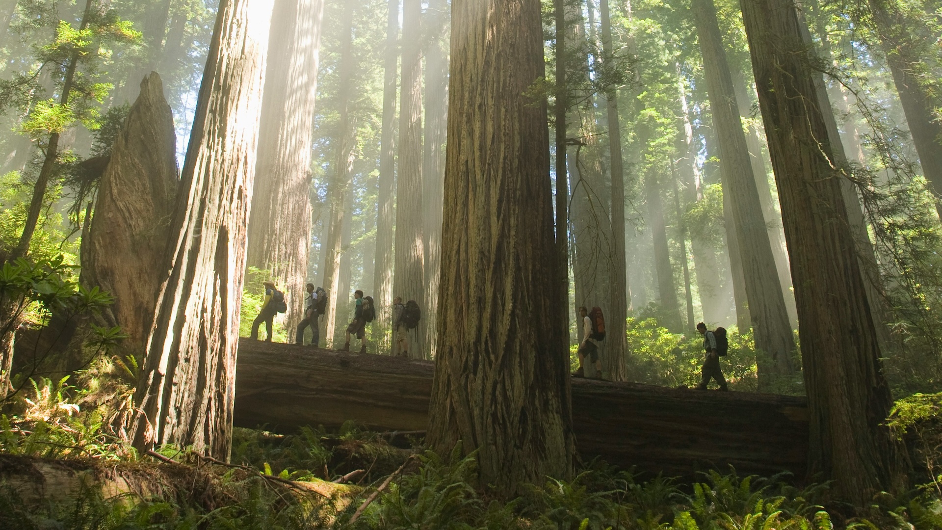 The Tallest Trees