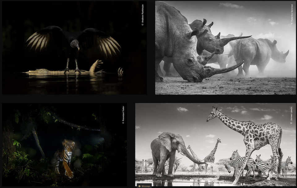 Photographer of the year