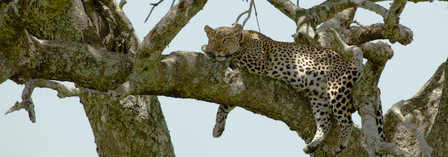 leopard doesn t change its spots